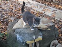 Spillway concrete photo