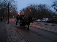Carriage in Central Park Photo